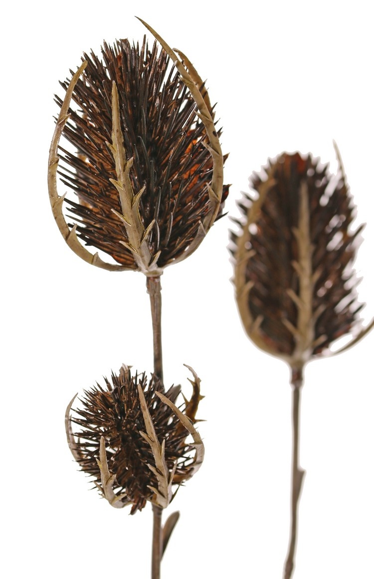 Thistle branch (Eryngium) 'Earthy Garden' 5x branched with 6 thistles (XL 3x / S 3x), 64 cm