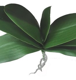 Phalaenopsis bladtoef (zacht plastic) met 7 bladeren met draad (2 XL/ 2 L / 2 M/1 S) & wortels, Ø 29 cm