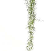 Tillandsia (Spanish moss) with 24 runners, full plastic, 115 cm