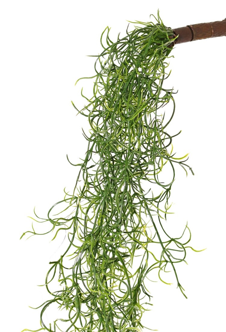 Tillandsia (Spanish moss) with 24 runners, full plastic, 115 cm