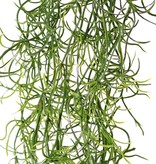 Tillandsia (Spanish moss) with 24 runners, full plastic, 115 cm