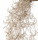 Tillandsia (Spanish moss) with 24 runners, full plastic, 115 cm