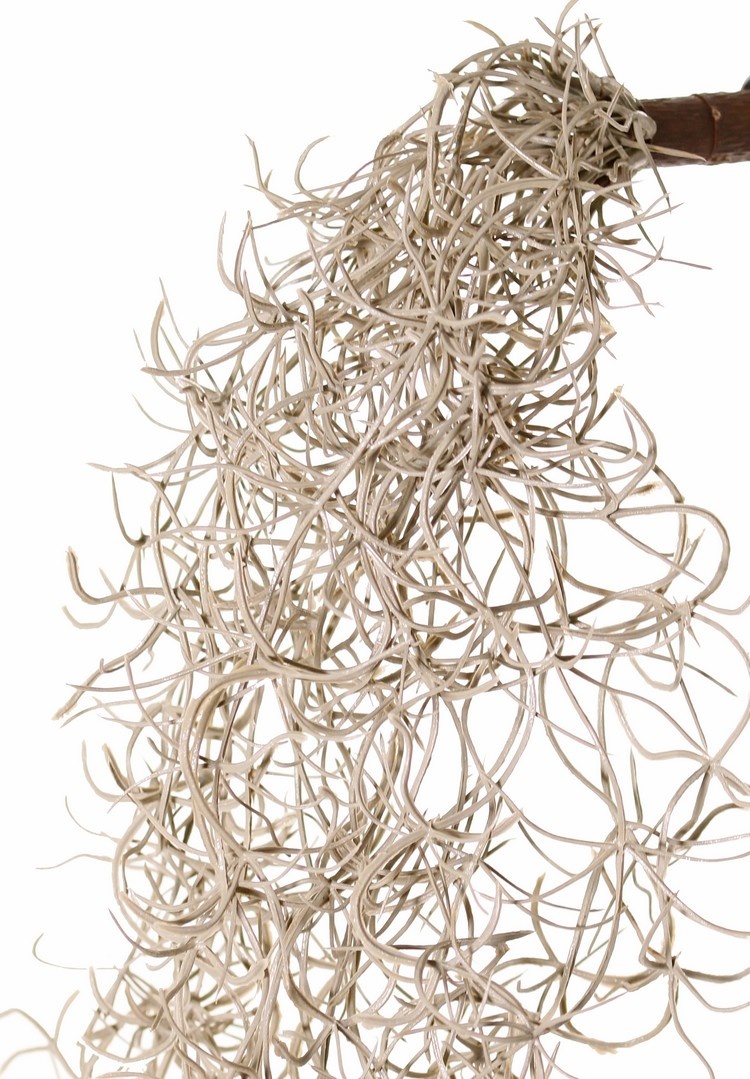 Tillandsia (Spanish moss) with 24 runners, full plastic, 115 cm