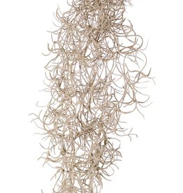 Colgante Tillandsia (musgo español) con 24 guías, full plastic, 115 cm