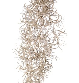 Tillandsia (Spanish moss) with 24 runners, full plastic, 115 cm