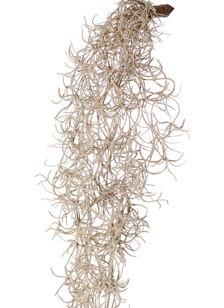 Colgante Tillandsia (musgo español) con 24 guías, full plastic, 115 cm