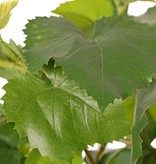 Grape plant (Vitis vinifera) with 54 leaves, 2 climbing roots & 3 plastic leaf tips, UV resistant, 60 cm