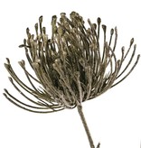 Leucospermum (Nadelkissen) 3-fach verzweigt mit 3 Blüten (Ø 8 cm) mit Glitter, 85 cm