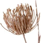 Leucospermum (Nadelkissen) 3-fach verzweigt mit 3 Blüten (Ø 8 cm) mit Glitter, 85 cm