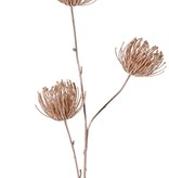 Leucospermum (Speldenkussen) 3x vertakt met 3 bloemen (Ø 8 cm) met glitter, 85 cm