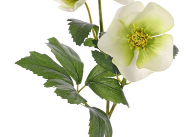 Helleborus