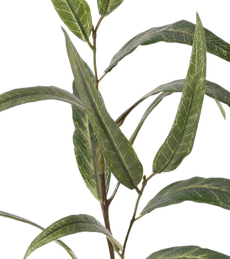 Eucalytus globulus branch (Southern blue gum) x2, with 13 leaves, 70cm