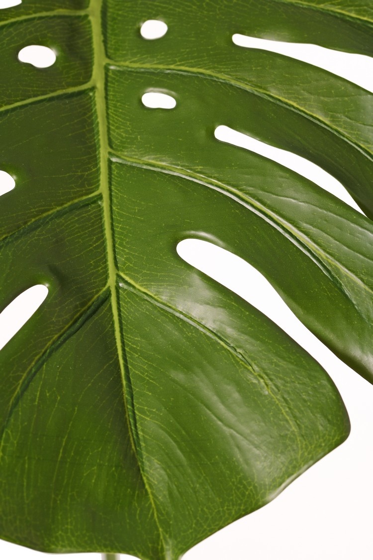 Monstera leaf (Sweet Cheese plant) "Chi" (PE), Ø 36 x 34 cm, 60 cm