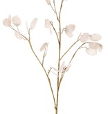 Lunaria (Judaspfenning) 2x verzweigt, 27 Pfennige, 93 cm