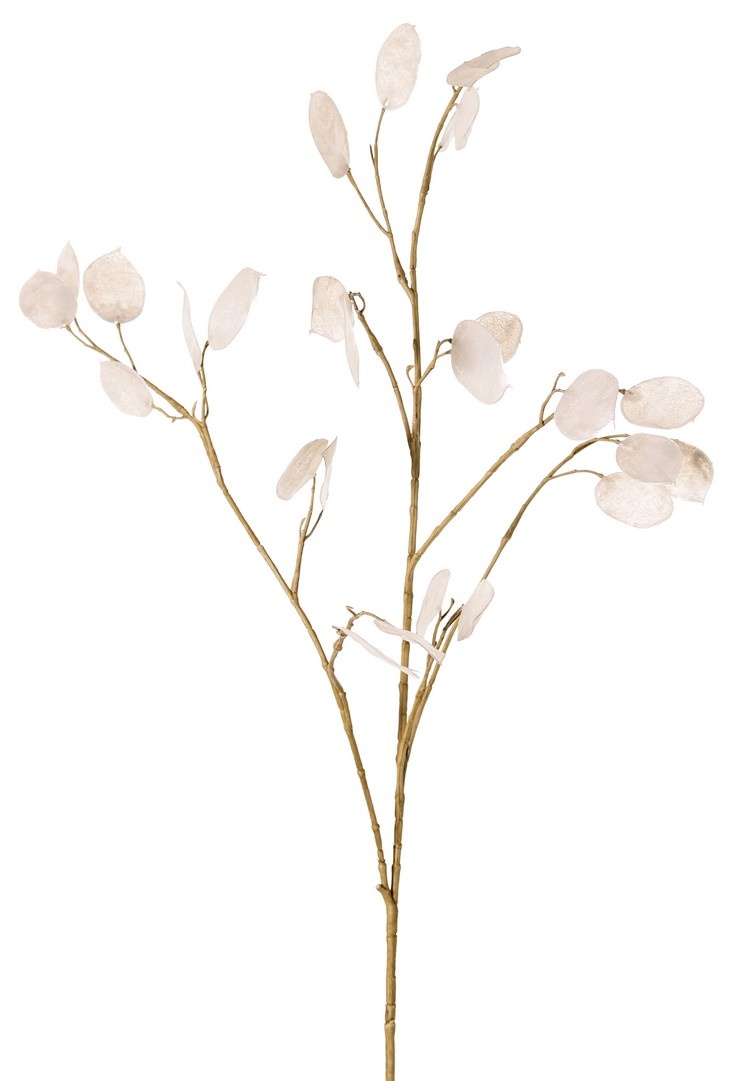 Lunaria (Judaspenning) 2x vertakt, met 27 penningen, 93 cm