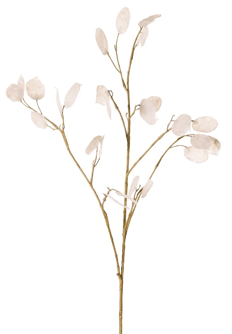 Lunaria (Judaspfenning) 2x verzweigt, 27 Pfennige, 93 cm