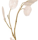 Lunaria (Judaspfenning) 2x verzweigt, 27 Pfennige, 93 cm