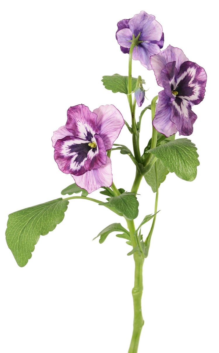 Viooltje (Viola) met 3 bloemen (2x Ø 6 cm, 1x Ø 4 cm), 1 knop & 12 bladeren, 35 cm