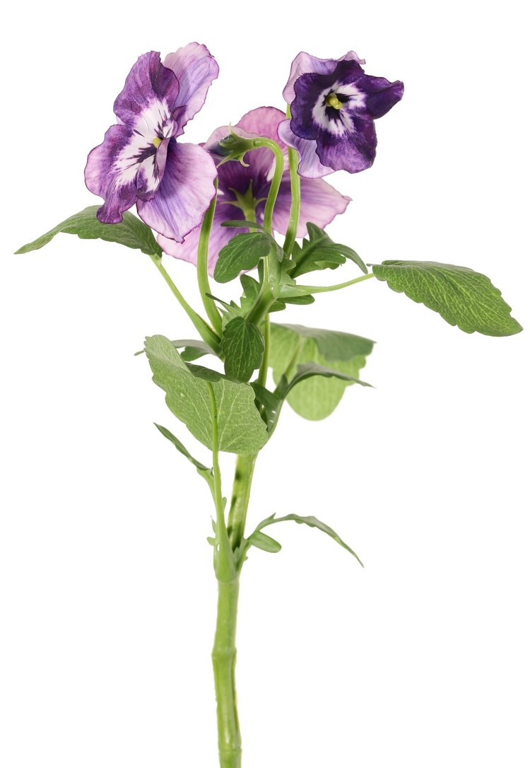 Las violetas (Viola), 3 flores, (2x Ø 6 cm, 1x Ø 4 cm), 1 capullo & 12 hojas, 35 cm