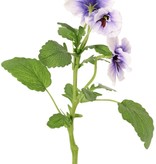 Viooltje (Viola) met 3 bloemen (2x Ø 6 cm, 1x Ø 4 cm), 1 knop & 12 bladeren, 35 cm