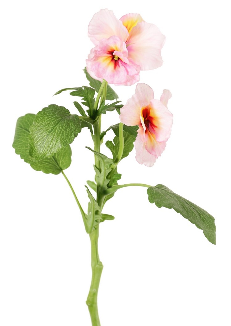 Las violetas (Viola), 3 flores, (2x Ø 6 cm, 1x Ø 4 cm), 1 capullo & 12 hojas, 35 cm