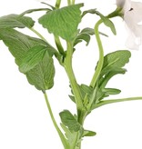 Viola, 3 flowers (2x Ø 6 cm, 1x Ø 4 cm), 1 bud & 12 leaves, 35 cm