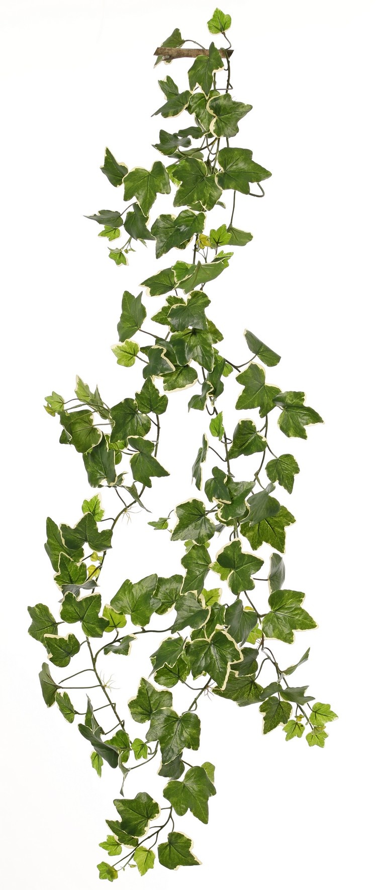 English Ivy hedera Gala Garland x148lvs 205cm UV-save