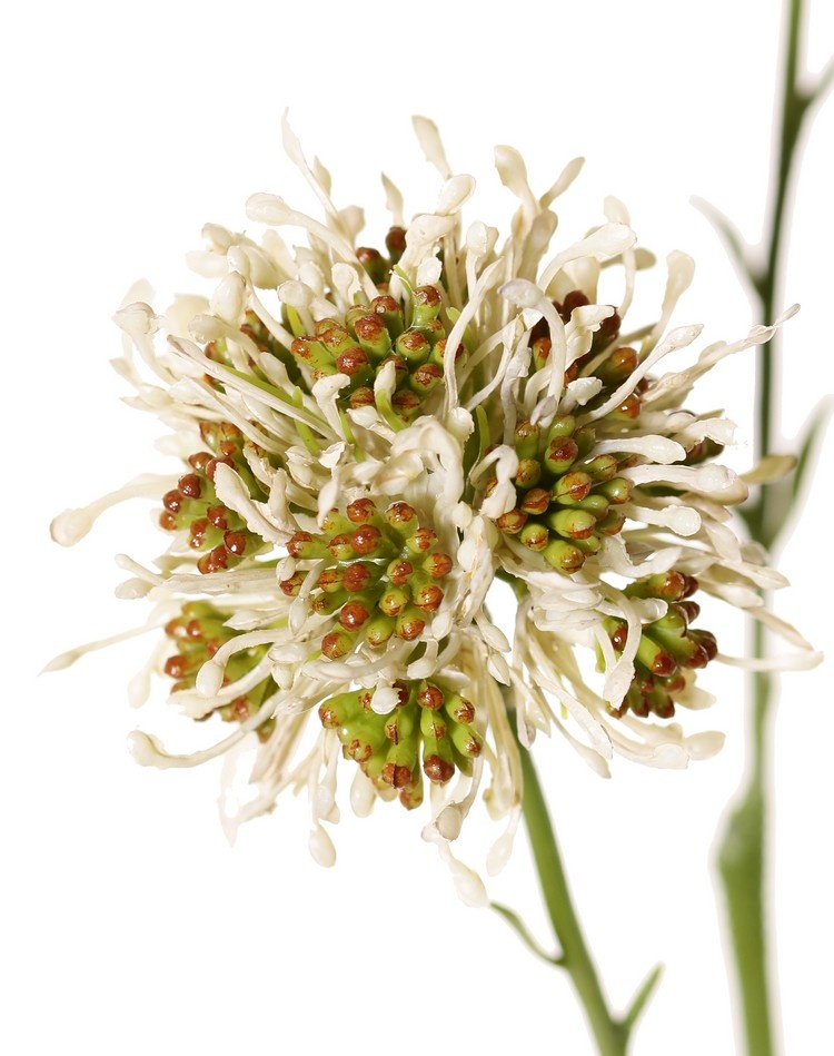 Rama de allium (cebolla ornamental) silvestre, 3x ramificada con 3 flores de plástico, (Ø 6 cm), 65 cm