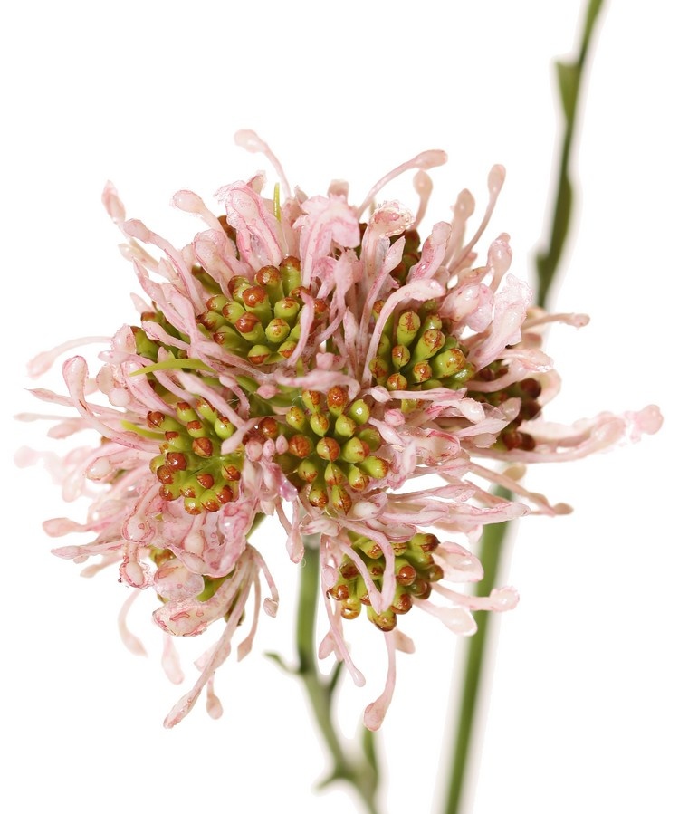 Allium branch (ornamental onion) wild, 3x branched with 3 plastic flowers, (Ø 6 cm), 65 cm