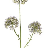 Allium knoptak (Sierui), 3x vertakt met 3 knopclusters (6,5 x 5 cm), 65 cm