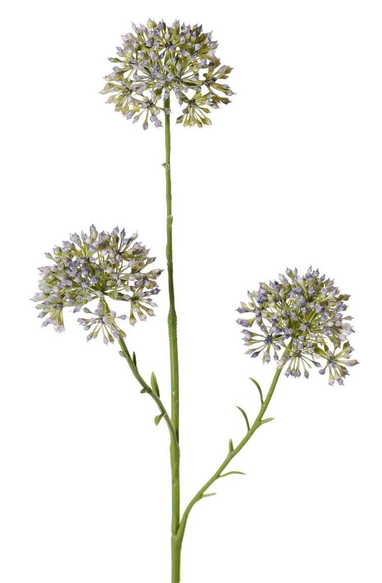 Allium knoptak (Sierui), 3x vertakt met 3 knopclusters (6,5 x 5 cm), 65 cm