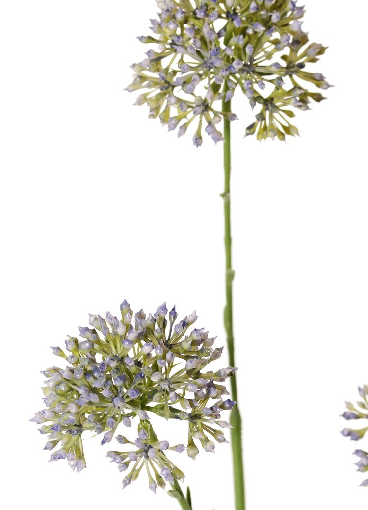 Allium knoptak (Sierui), 3x vertakt met 3 knopclusters (6,5 x 5 cm), 65 cm