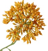 Allium knoptak (Sierui), 3x vertakt met 3 knopclusters (6,5 x 5 cm), 65 cm