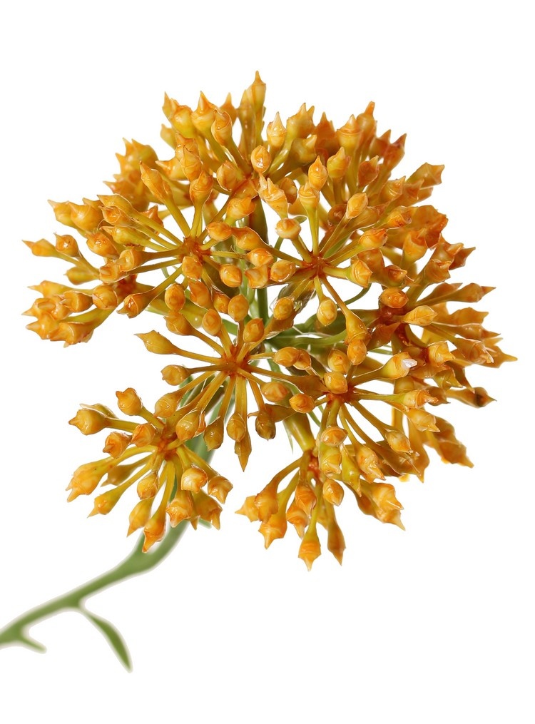 Rama de Allium (cebolla ornamental), 3x ramificada con 3 inflorescencias (6,5 x 5 cm), 65 cm