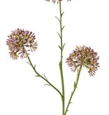 Allium knoptak (Sierui), 3x vertakt met 3 knopclusters (6,5 x 5 cm), 65 cm