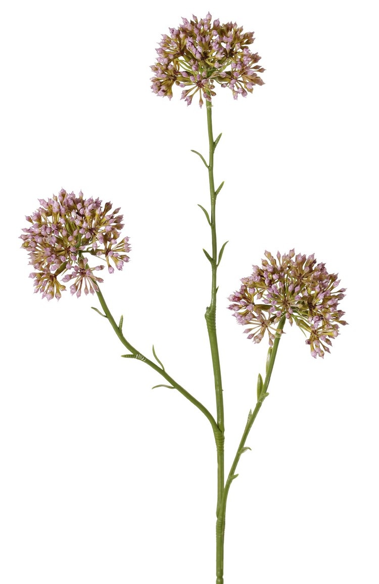 Rama de Allium (cebolla ornamental), 3x ramificada con 3 inflorescencias (6,5 x 5 cm), 65 cm