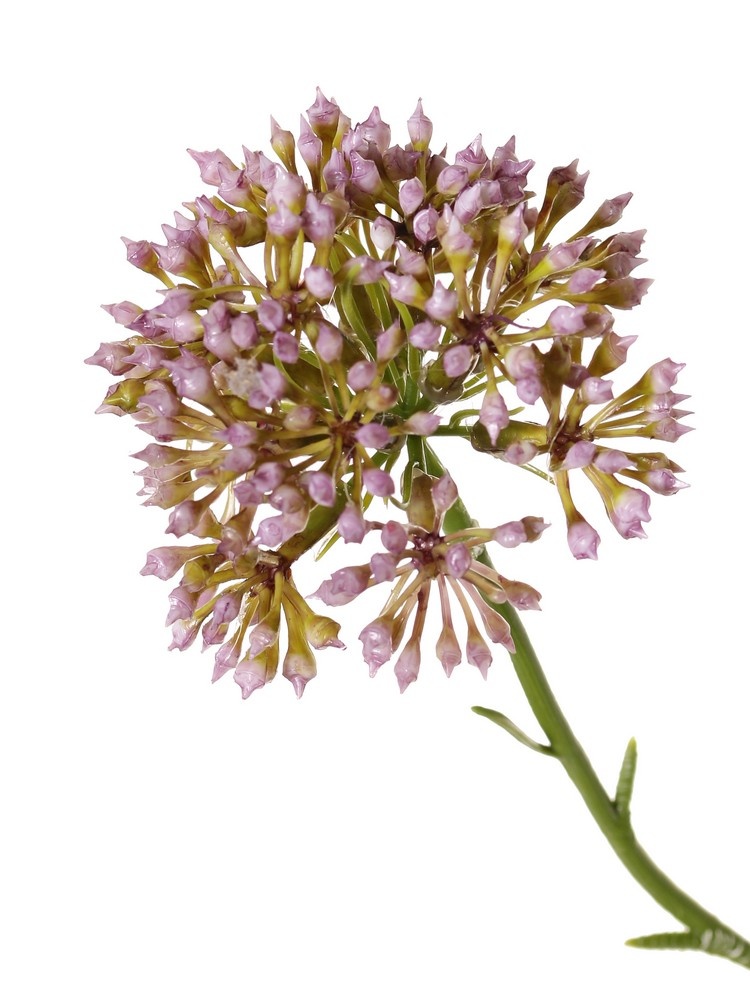 Allium knoptak (Sierui), 3x vertakt met 3 knopclusters (6,5 x 5 cm), 65 cm