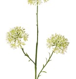 Allium knoptak (Sierui), 3x vertakt met 3 knopclusters (6,5 x 5 cm), 65 cm