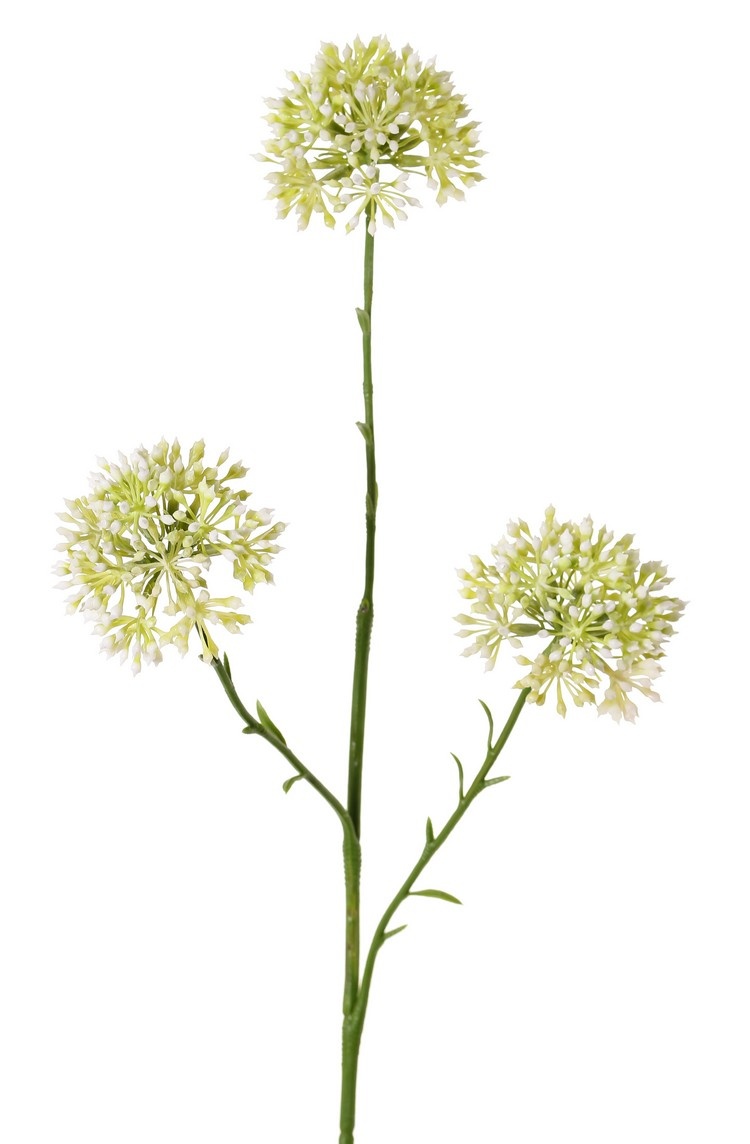 Allium knoptak (Sierui), 3x vertakt met 3 knopclusters (6,5 x 5 cm), 65 cm