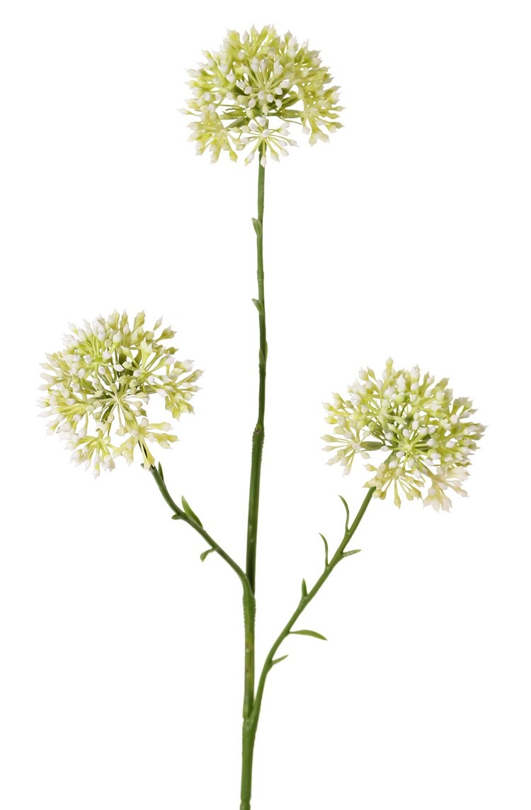 Rama de Allium (cebolla ornamental), 3x ramificada con 3 inflorescencias (6,5 x 5 cm), 65 cm