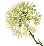 Allium knoptak (Sierui), 3x vertakt met 3 knopclusters (6,5 x 5 cm), 65 cm