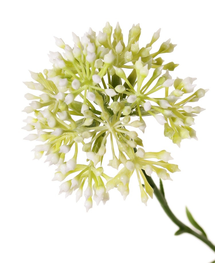 Allium branch (ornamental onion), 3x branched with 3 inflorescences (6.5 x 5 cm), 65 cm