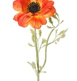 Anemoon (Anemone) 'Nora' , Ø 10 cm & 4 bladtoeven, 53 cm