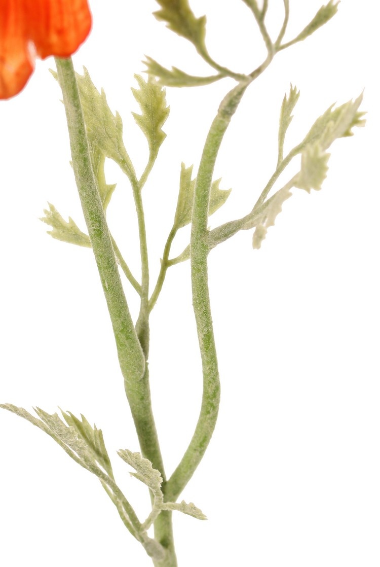 Anemone 'Nora', Ø 10 cm & 4 sets of leaves, 53 cm