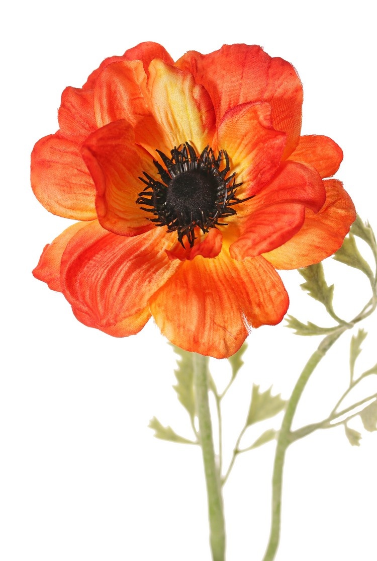 Anemone 'Nora', Ø 10 cm & 4 sets of leaves, 53 cm