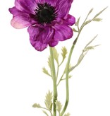 Anemoon (Anemone) 'Nora' , Ø 10 cm & 4 bladtoeven, 53 cm