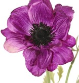 Anemoon (Anemone) 'Nora' , Ø 10 cm & 4 bladtoeven, 53 cm