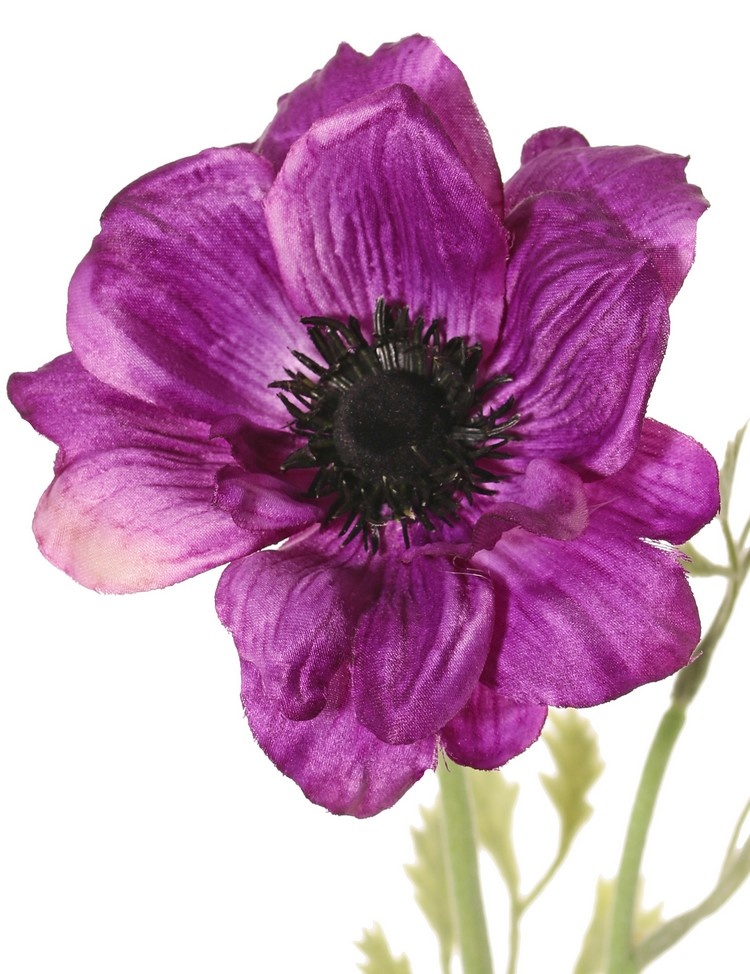 Anemone 'Nora' , Ø 10 cm & 4 Blattsets, 53 cm