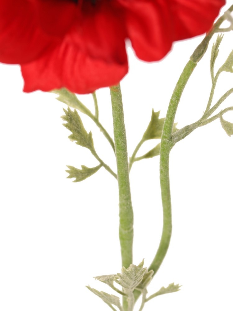 Anemone 'Nora' , Ø 10 cm & 4 Blattsets, 53 cm