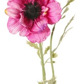 Anemone 'Nora' , Ø 10 cm & 4 Blattsets, 53 cm